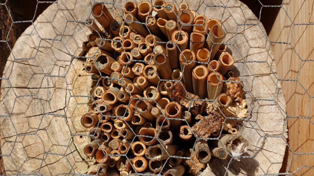 Nisthilfen und Insektenhotels für Wildbienen und Co.