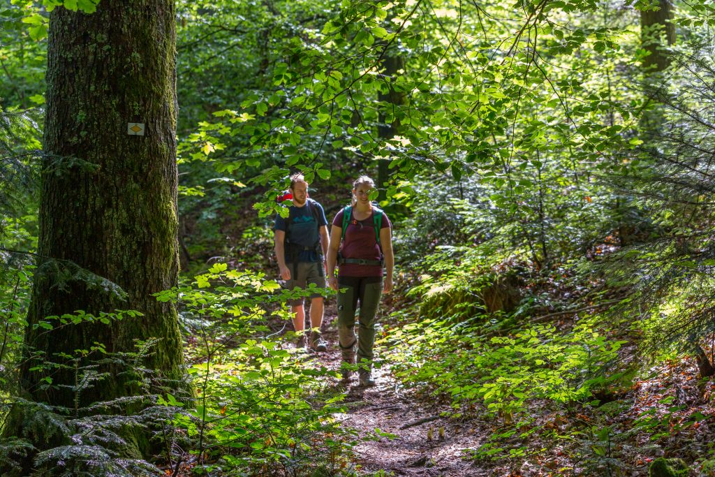 Trekking Schwarzwald - Foto: Sebastian Schröder-Esch/Naturpark Südschwarzwald