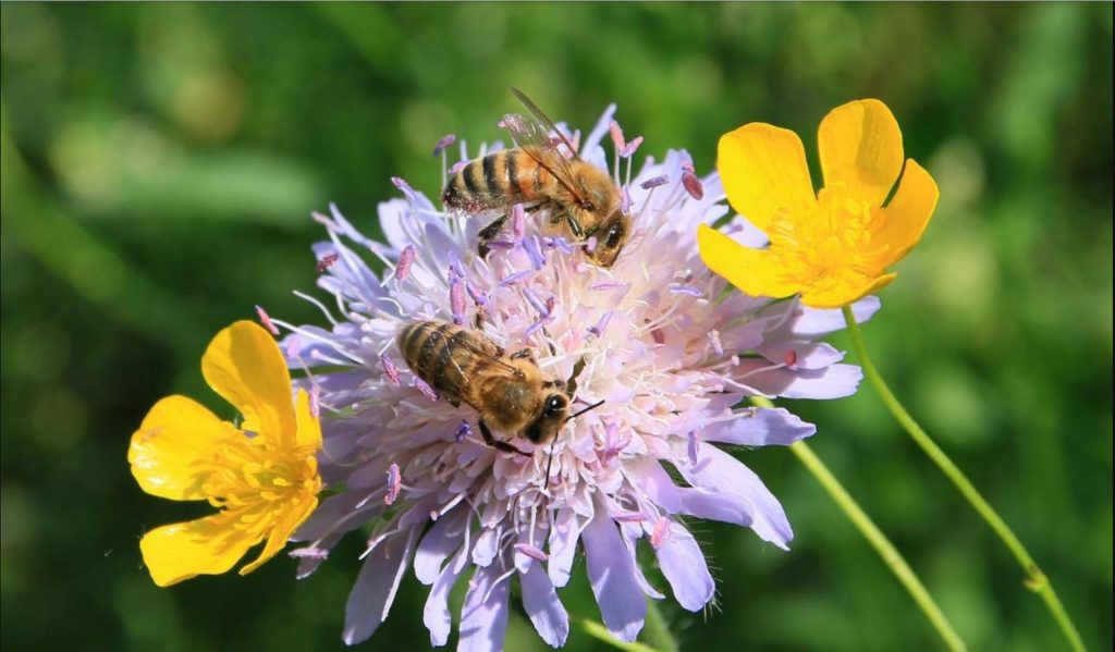 Cum Natura: Das Leben einer Honigbiene