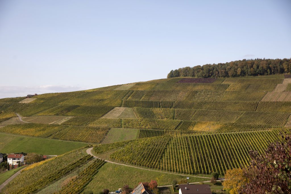 Naturpark-AugenBlick-Runde Baden-Baden-Neuweier