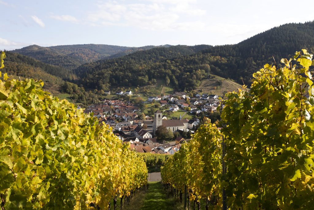 Naturpark-AugenBlick-Runde Baden-Baden-Neuweier