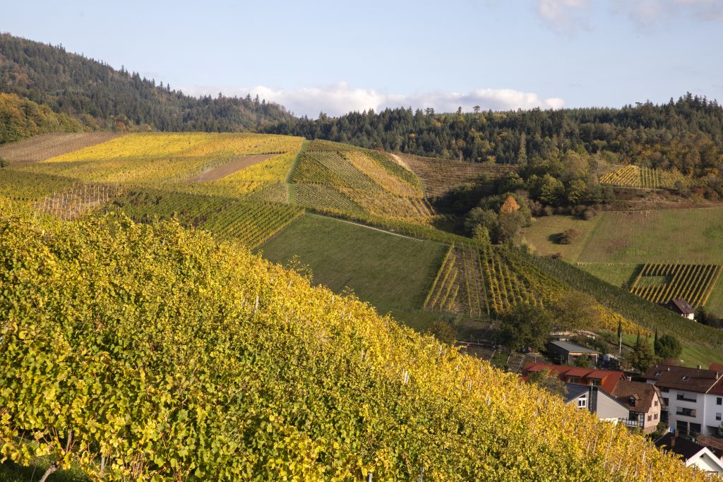 Naturpark-AugenBlick-Runde Baden-Baden-Neuweier