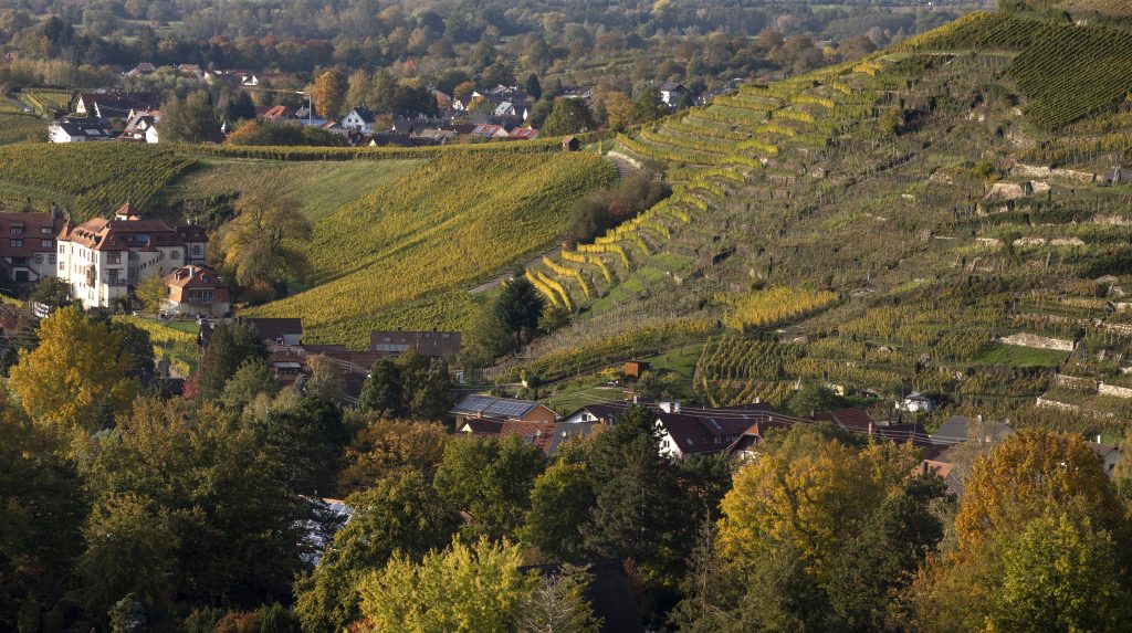 Naturpark-AugenBlick-Runde Baden-Baden-Neuweier
