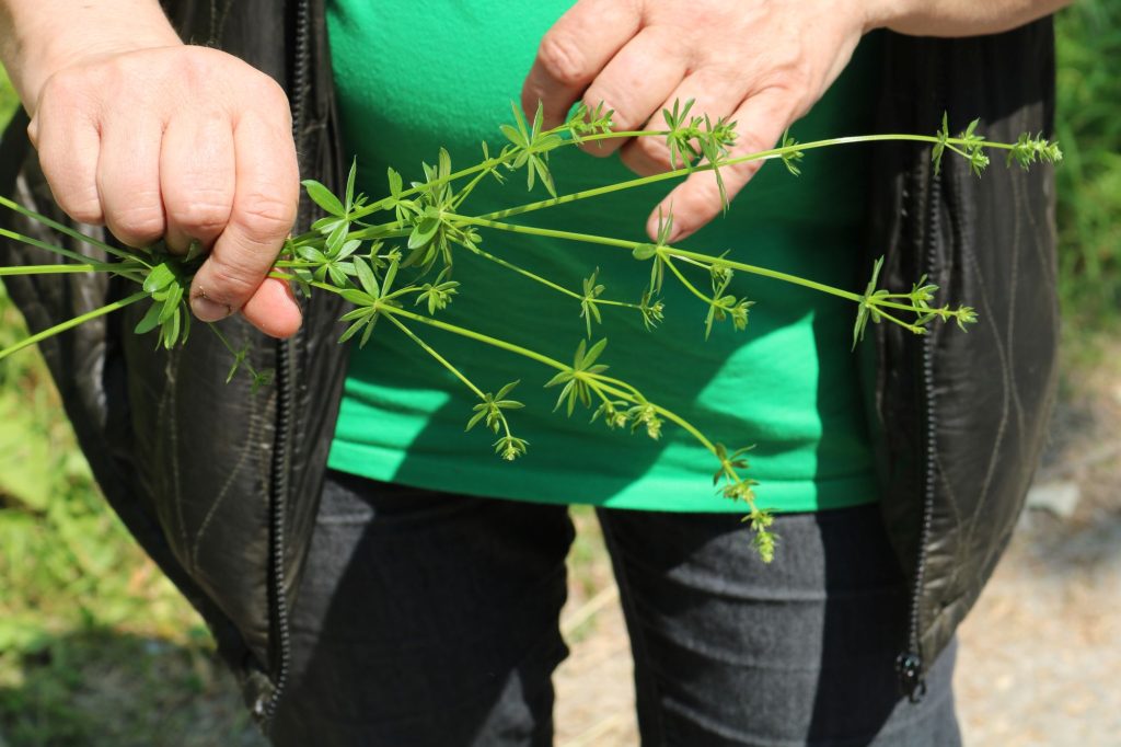 Schwarzwald-Guides: Start in die Sommersaison 2023