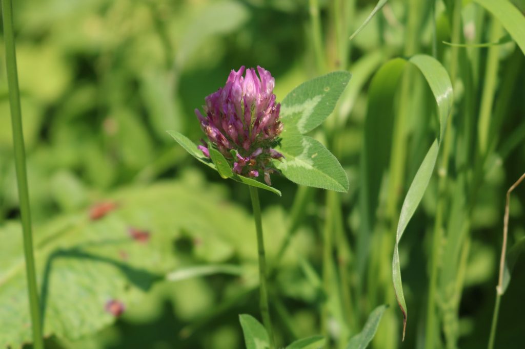 Schwarzwald-Guides: Start in die Sommersaison 2023