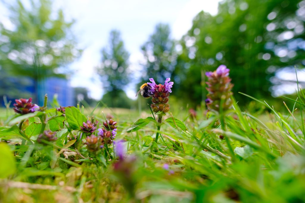 Blume des Jahres 2023: Kleine Braunelle