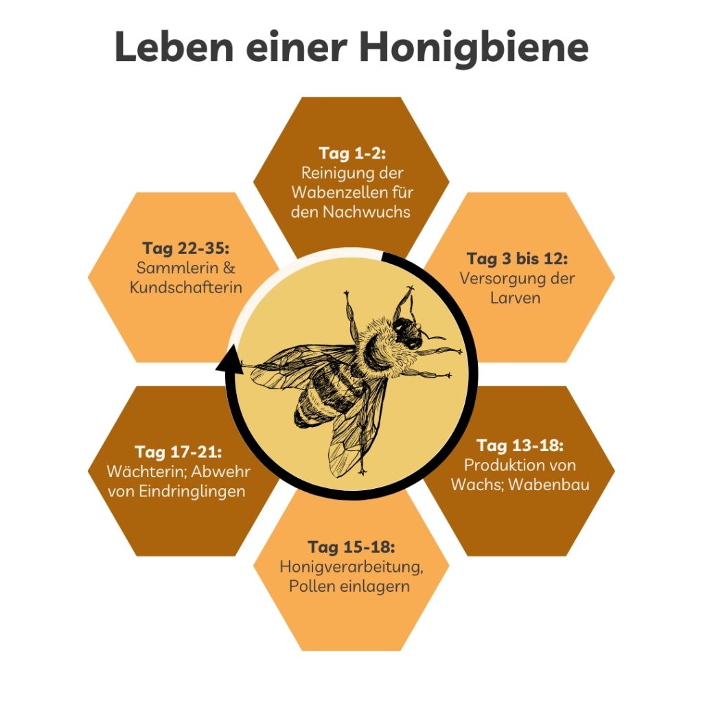 Cum Natura: Das Leben einer Honigbiene