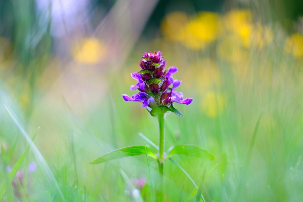 Blume des Jahres 2023: Kleine Braunelle
