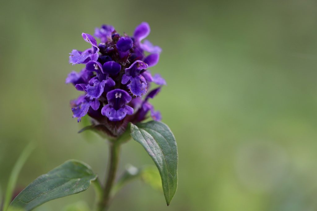 Blume des Jahres 2023: Kleine Braunelle