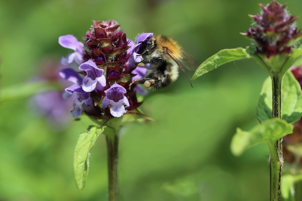 Blume des Jahres 2023: Kleine Braunelle