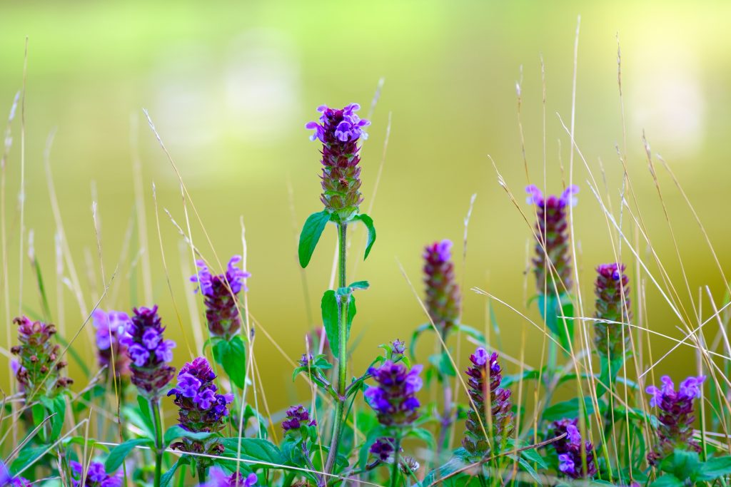 Blume des Jahres 2023: Kleine Braunelle