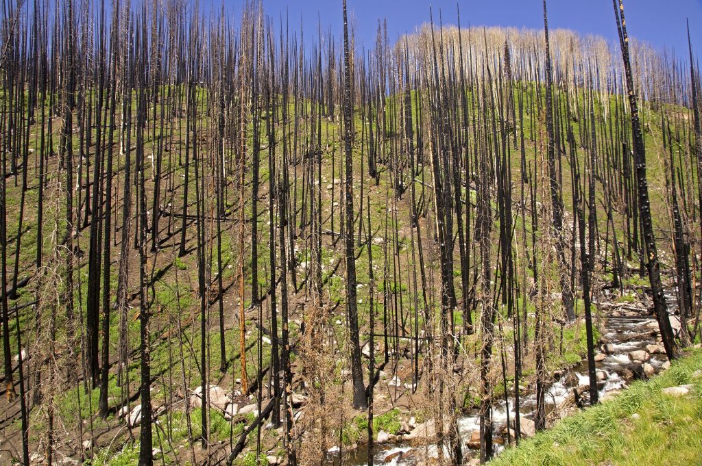 Waldbrandgefahr ernst nehmen