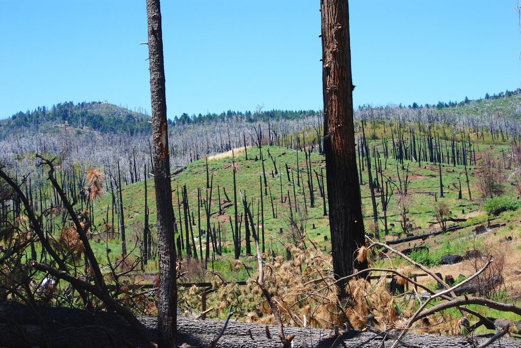 Waldbrandgefahr ernst nehmen