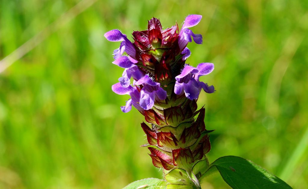 Blume des Jahres 2023: Kleine Braunelle