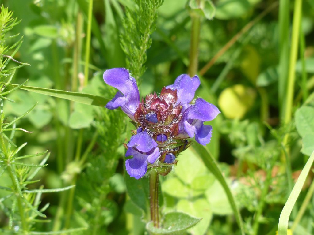 Blume des Jahres 2023: Kleine Braunelle