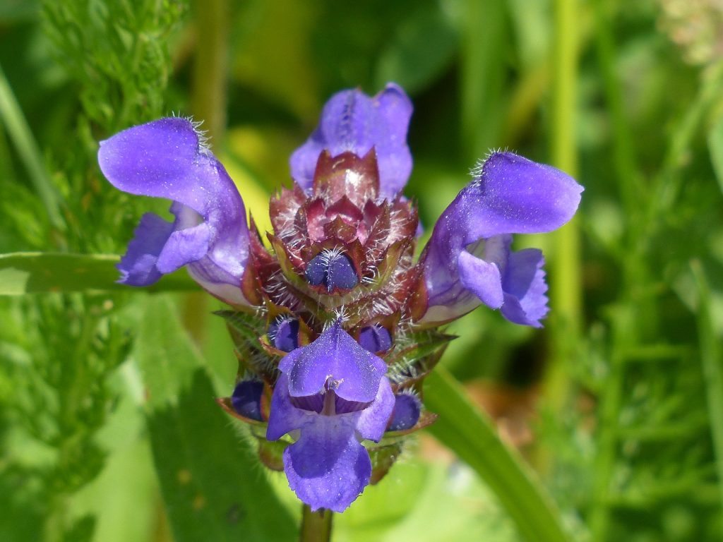 Blume des Jahres 2023: Kleine Braunelle