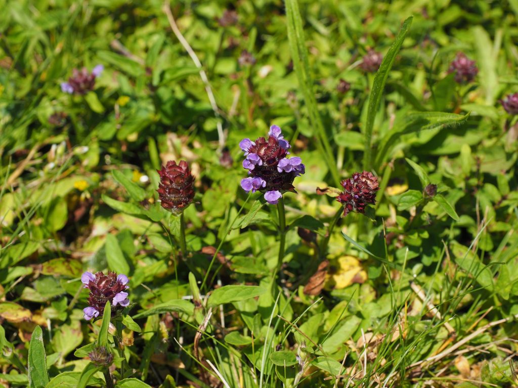 Blume des Jahres 2023: Kleine Braunelle