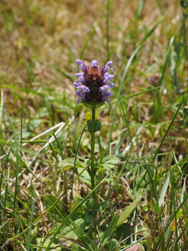 Blume des Jahres 2023: Kleine Braunelle