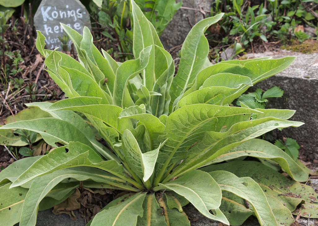 Kräuterwissen - die Königskerze