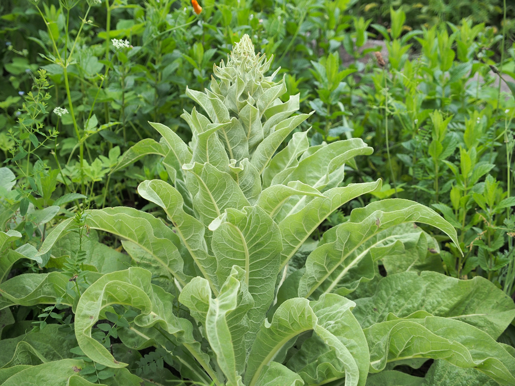 Kräuterwissen - die Königskerze