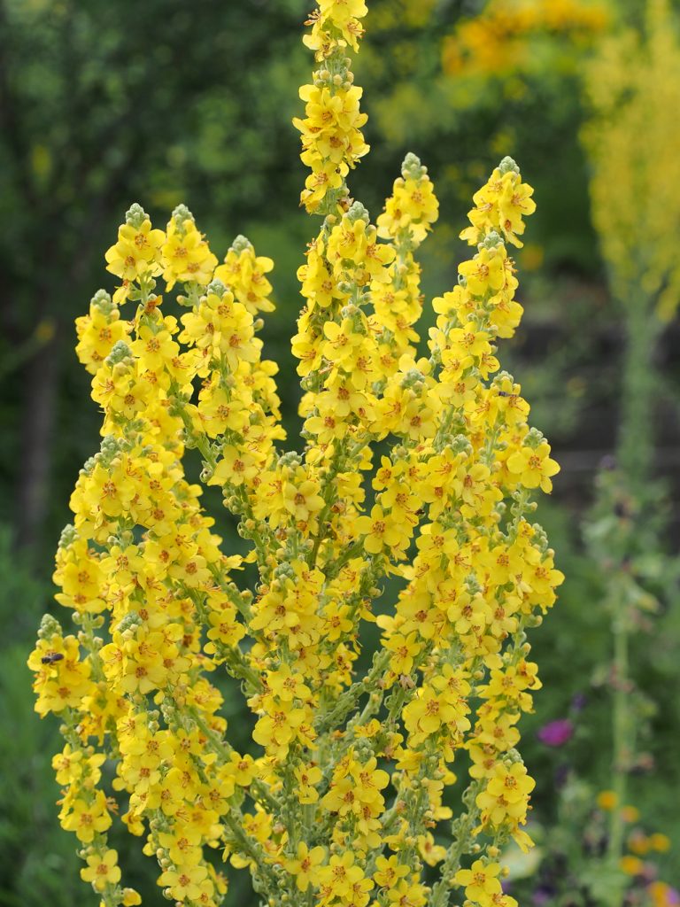 Kräuterwissen - die Königskerze