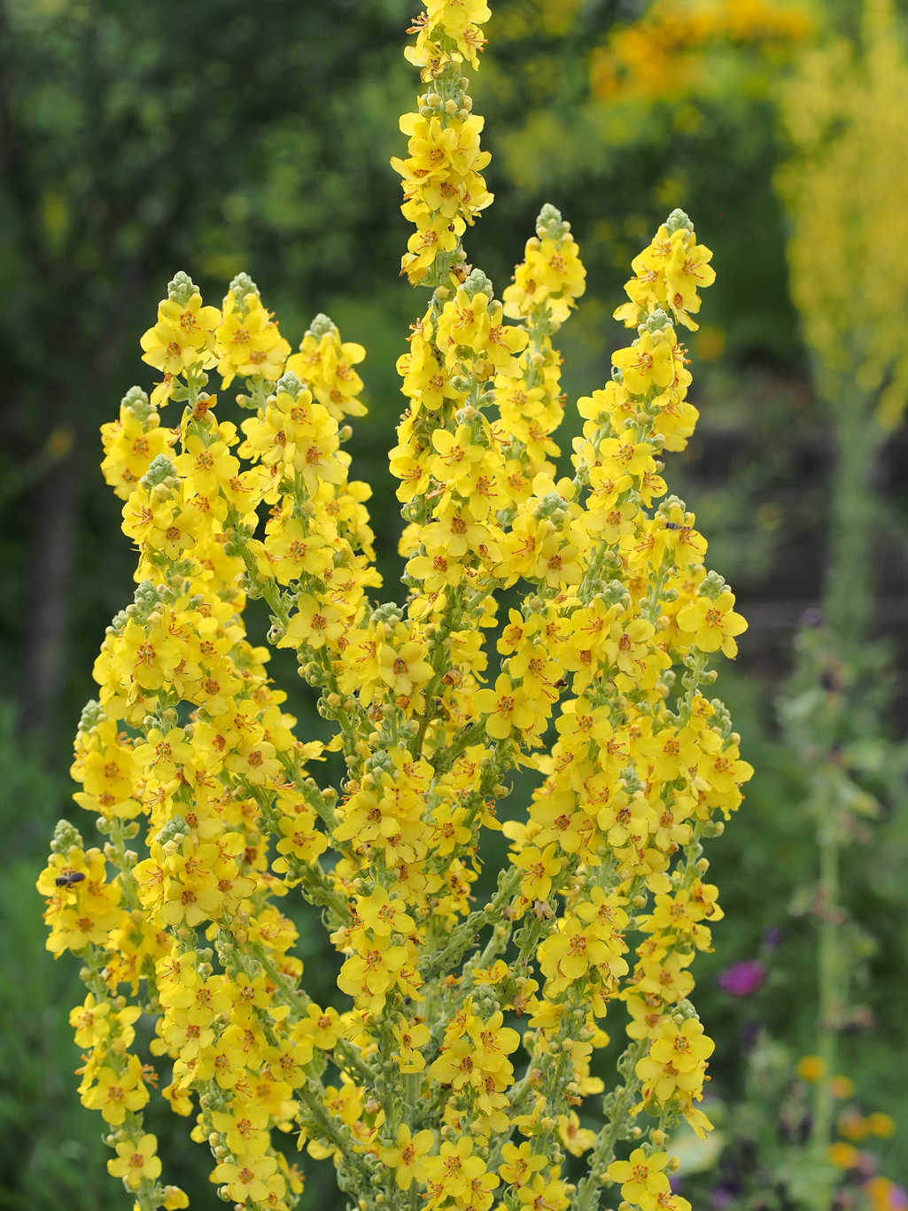 Kräuterwissen - die Königskerze