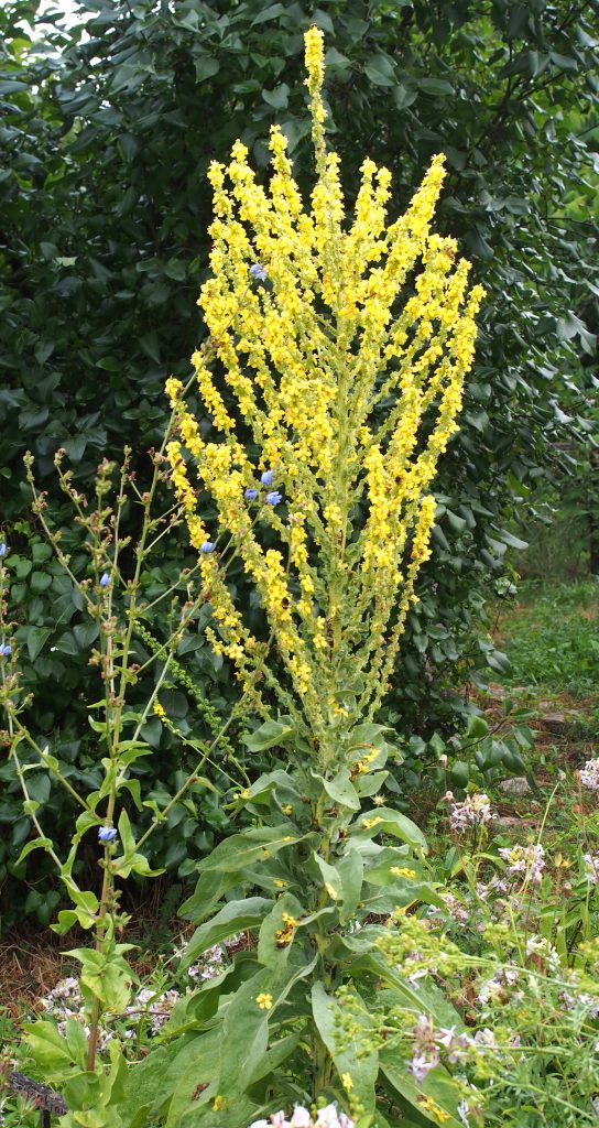 Kräuterwissen - die Königskerze