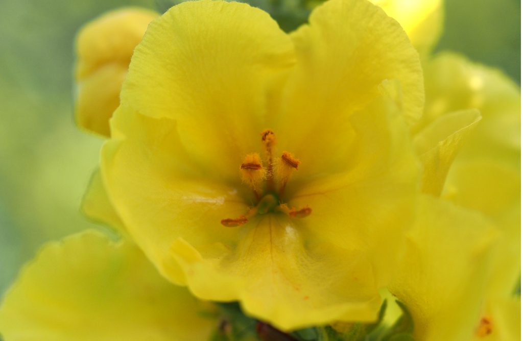 Kräuterwissen - die Königskerze