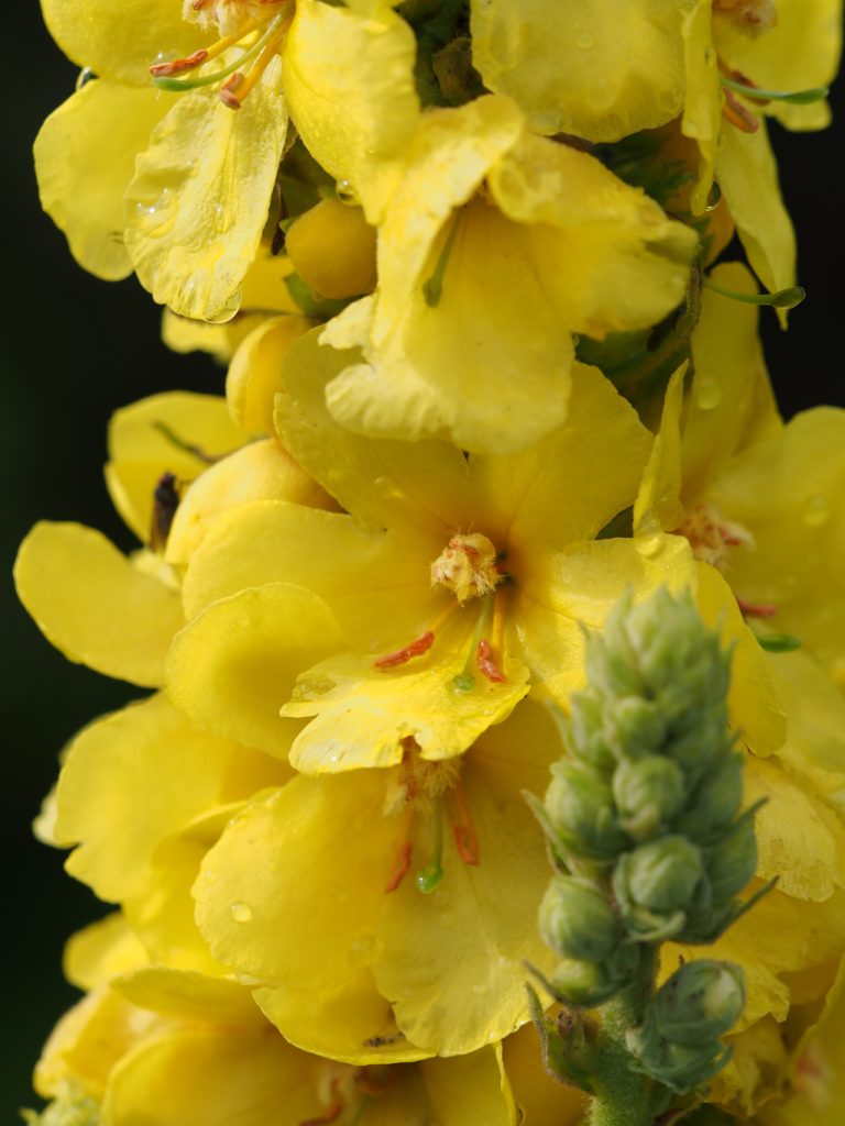 Kräuterwissen - die Königskerze