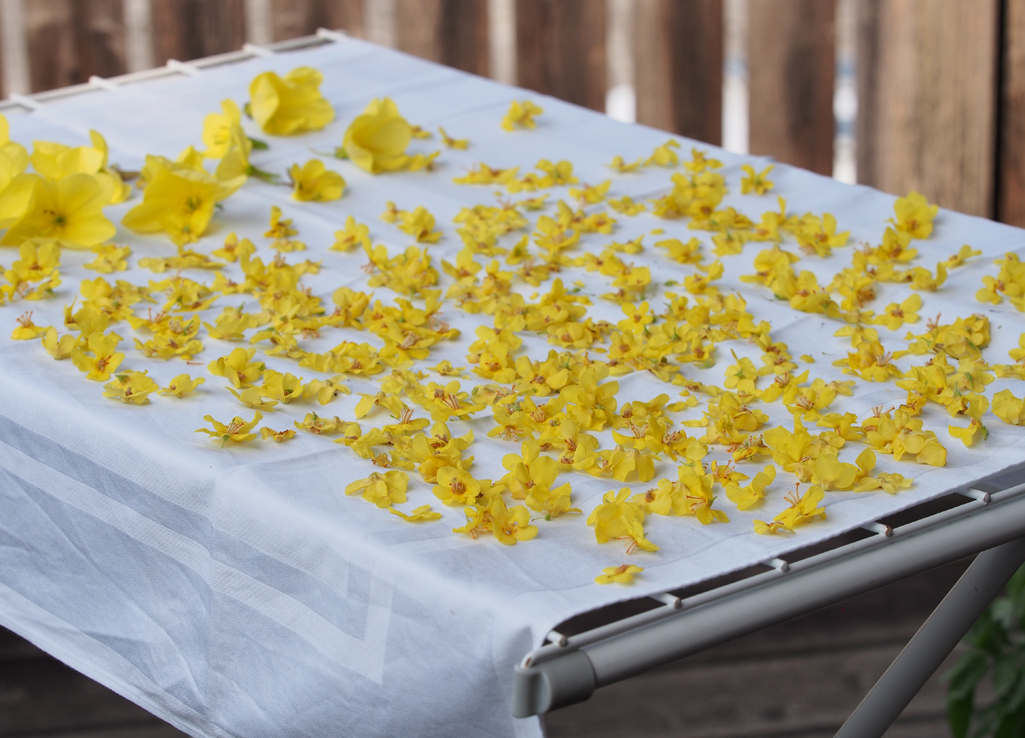 Kräuterwissen - die Königskerze