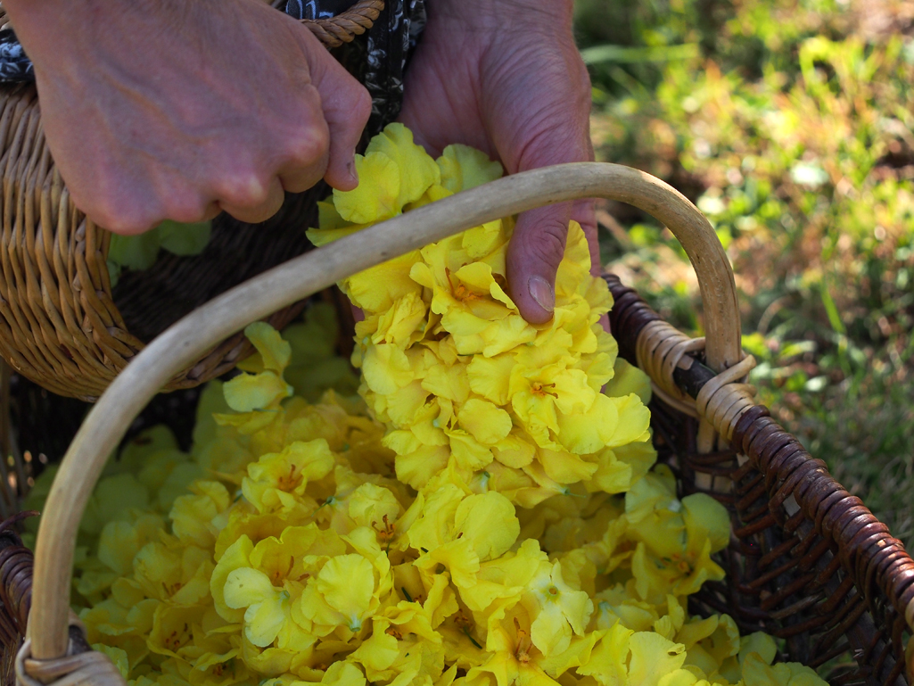 Kräuterwissen - die Königskerze