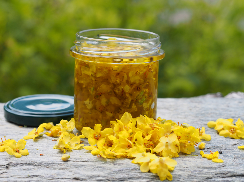 Kräuterwissen - die Königskerze