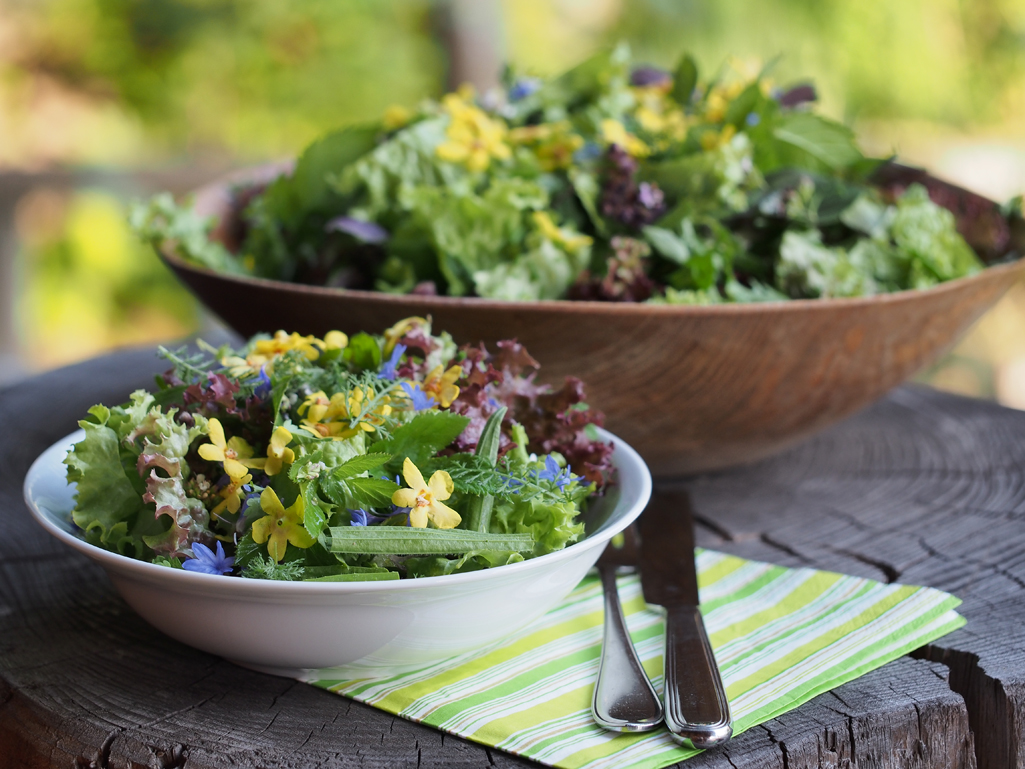 Kräuterwissen - die Königskerze.