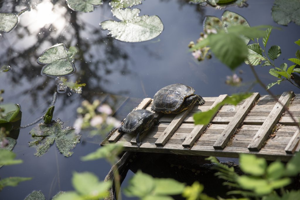 Alpirsbacher Tourentipp: Naturpark-AugenBlick-Runde Oberachern Bienenbuckel