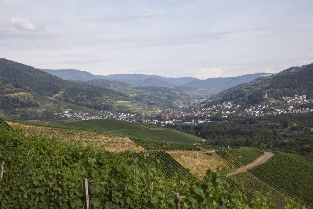 Alpirsbacher Tourentipp: Naturpark-AugenBlick-Runde Oberachern Bienenbuckel