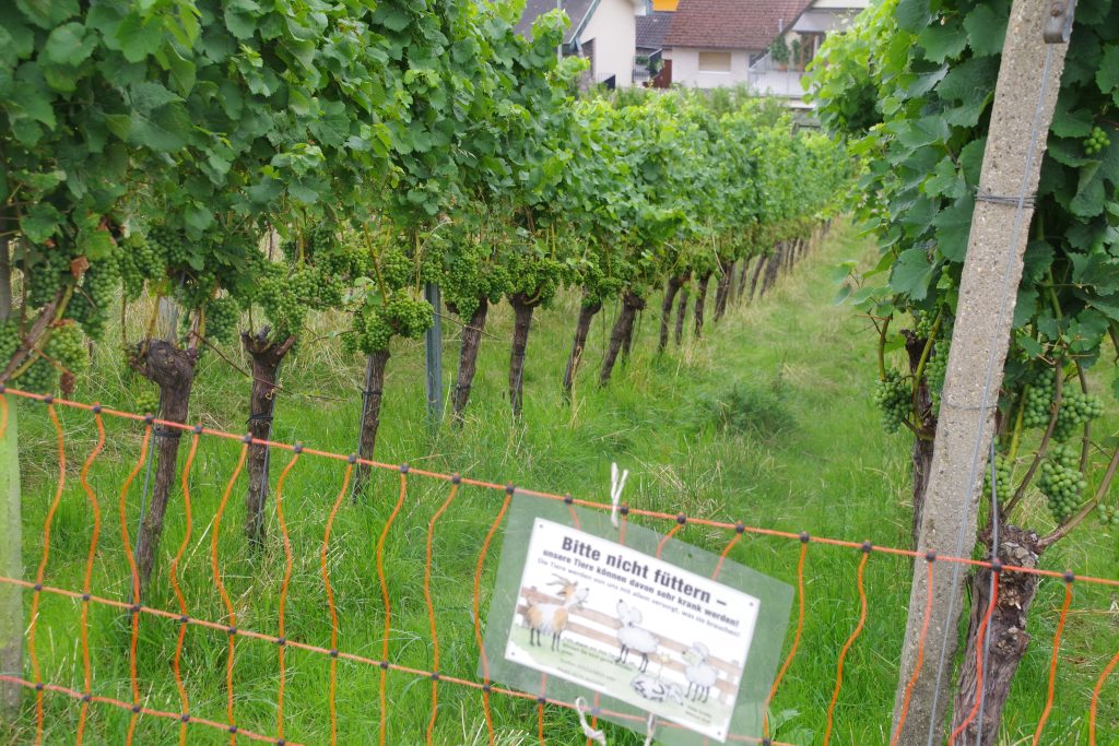 Humus-Weinberg-Seminar - Schafe im Weinberg