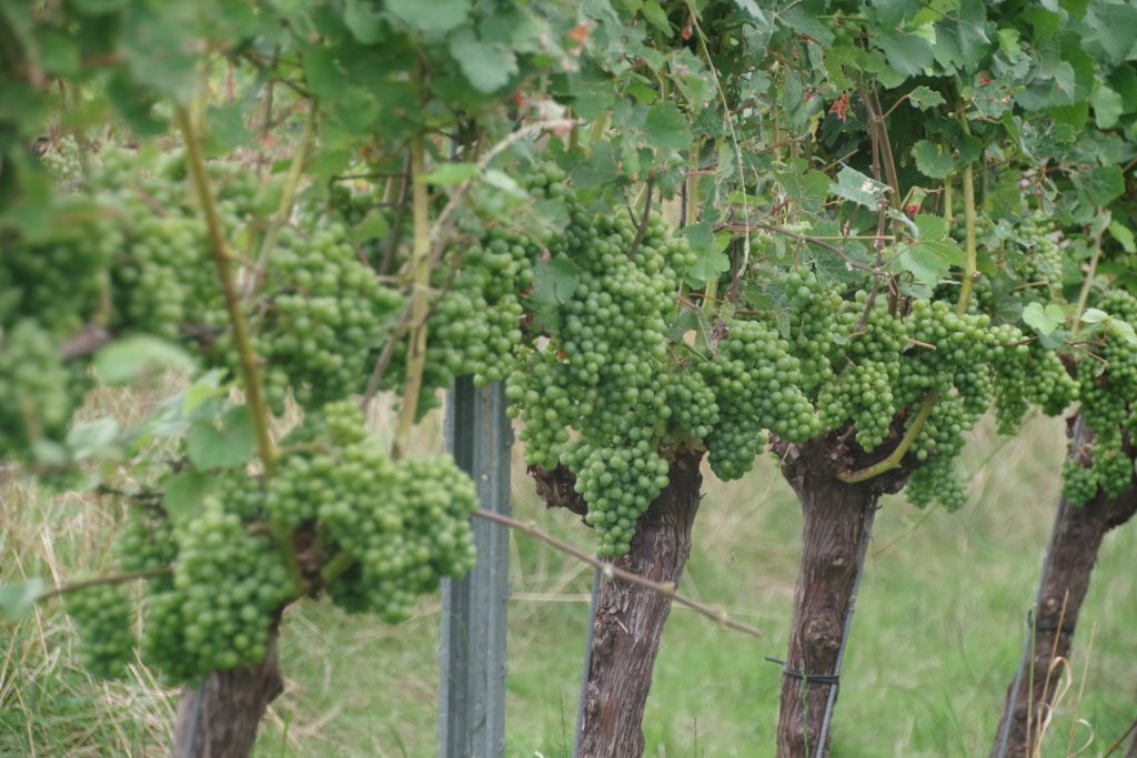 Humus-Weinberg-Seminar - Schafe im Weinberg