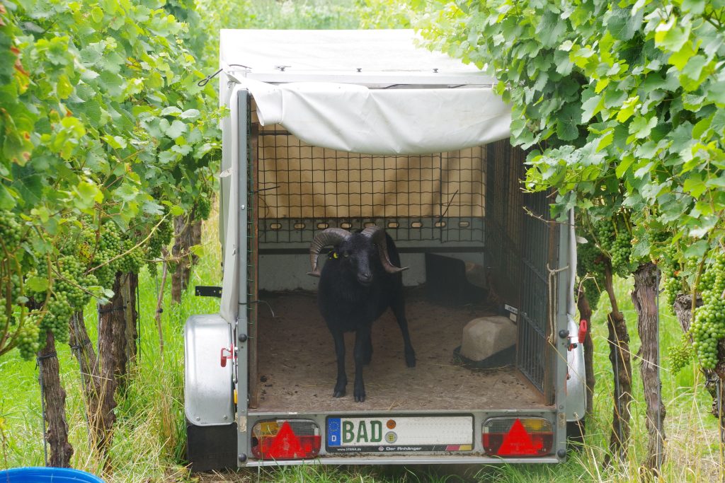 Humus-Weinberg-Seminar - Schafe im Weinberg
