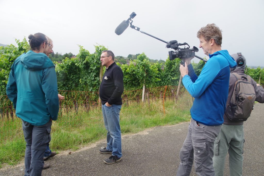 Humus-Weinberg-Seminar - Schafe im Weinberg