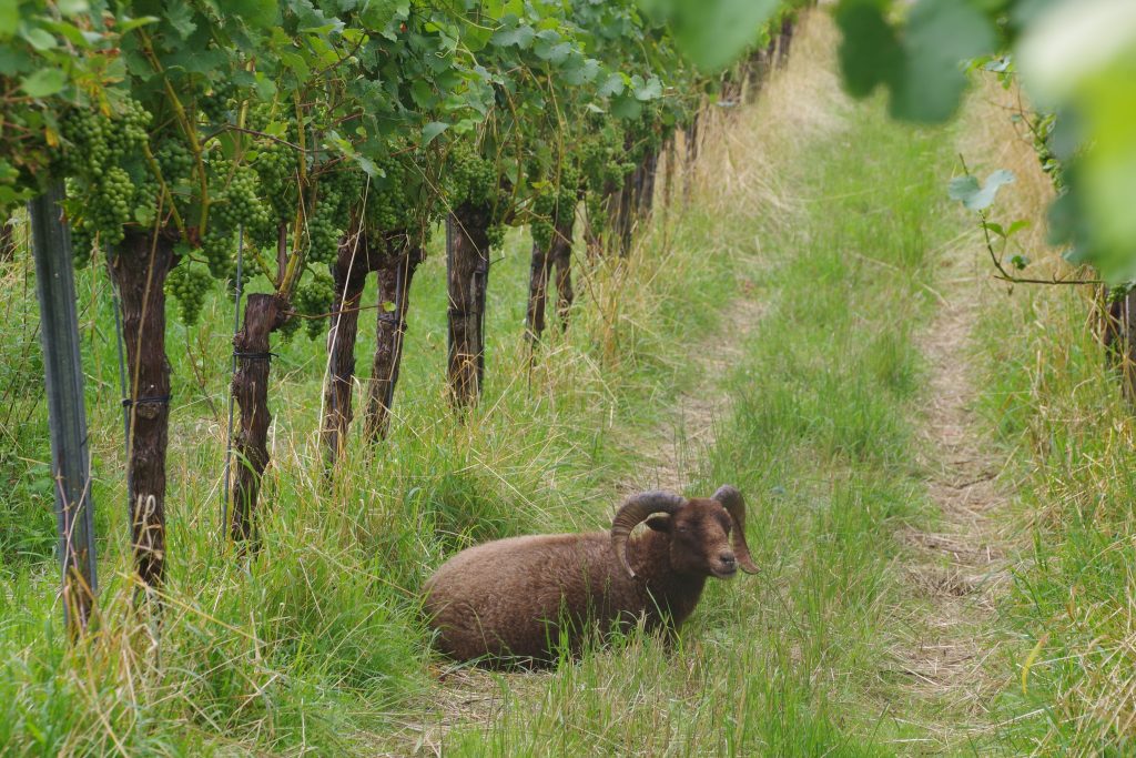 Humus-Weinberg-Seminar - Schafe im Weinberg