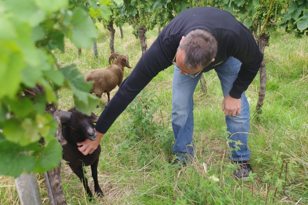 Humus-Weinberg-Seminar - Schafe im Weinberg