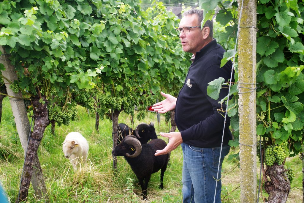 Humus-Weinberg-Seminar - Schafe im Weinberg