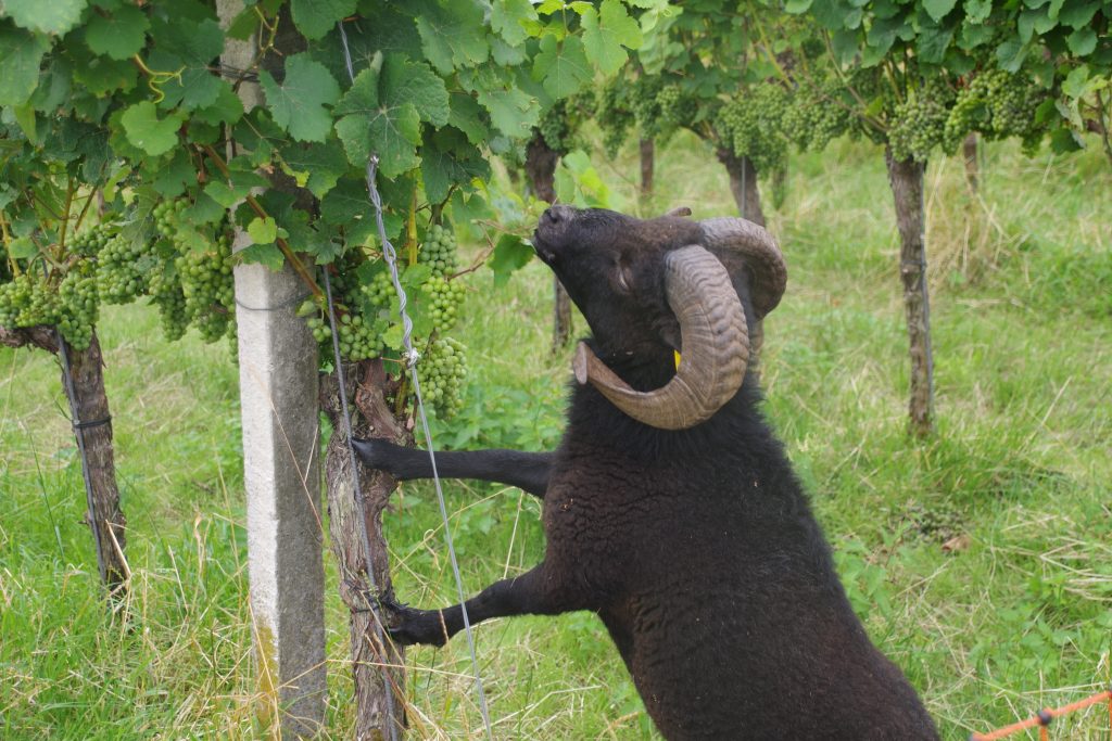 Humus-Weinberg-Seminar - Schafe im Weinberg