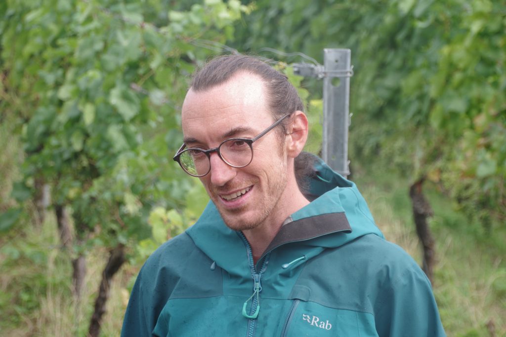 Humus-Weinberg-Seminar - Schafe im Weinberg