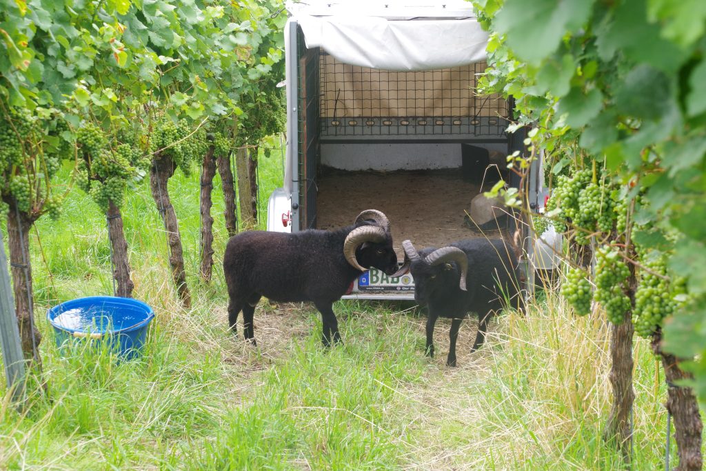 Humus-Weinberg-Seminar - Schafe im Weinberg