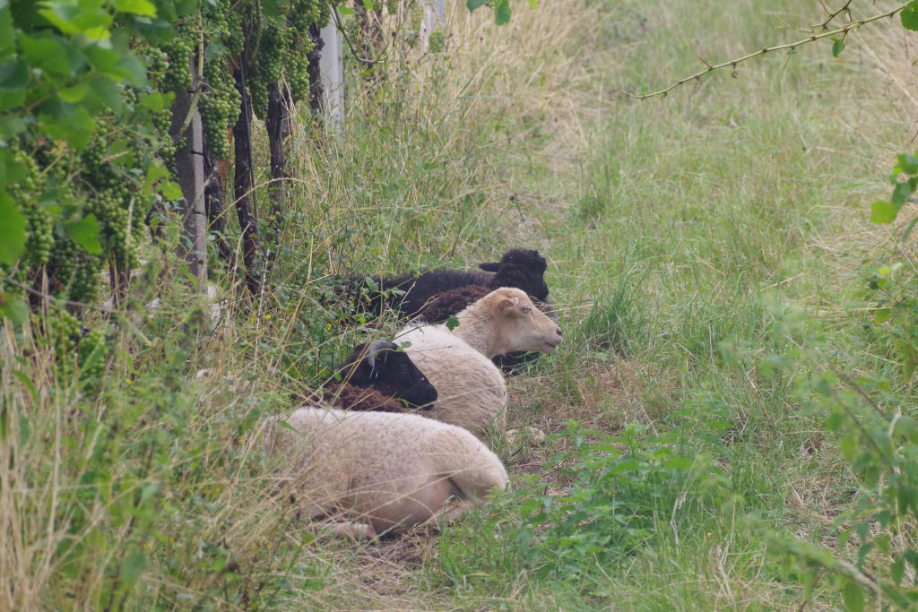 Humus-Weinberg-Seminar - Schafe im Weinberg