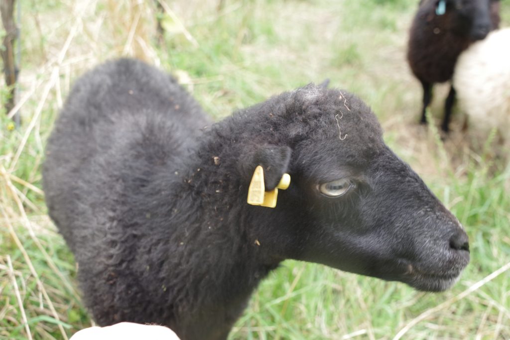 Humus-Weinberg-Seminar - Schafe im Weinberg
