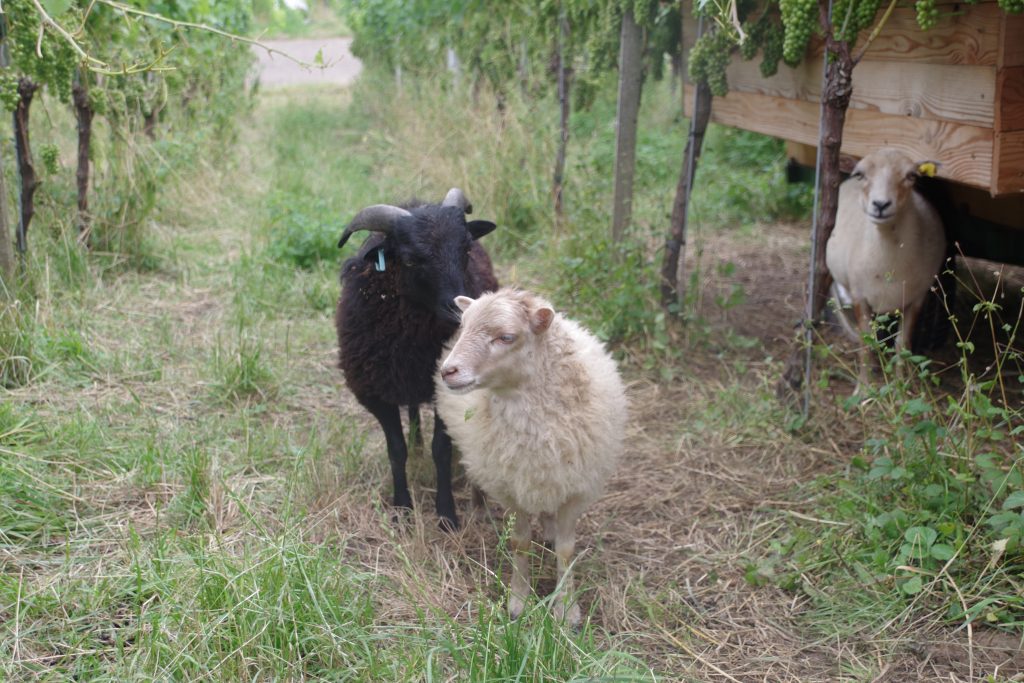 Humus-Weinberg-Seminar - Schafe im Weinberg