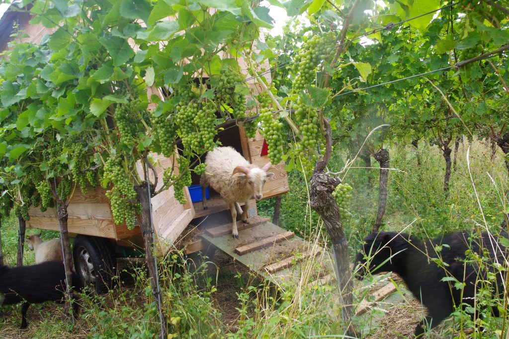 Humus-Weinberg-Seminar - Schafe im Weinberg