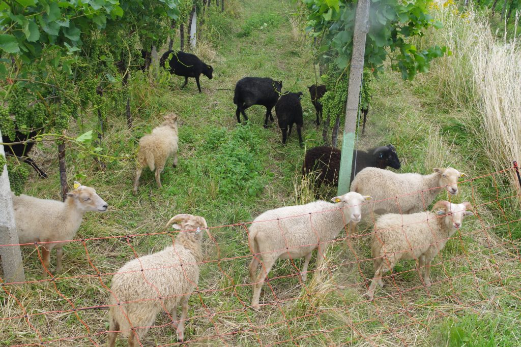 Humus-Weinberg-Seminar - Schafe im Weinberg